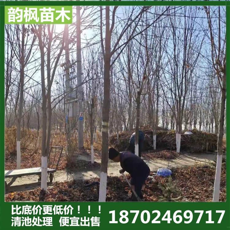 【韵枫苗木】 辽宁沈阳五角枫 绿化工程五角枫 五角枫价格 五角枫