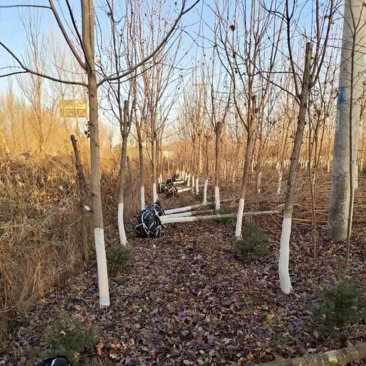 五角枫 韵枫苗木自有绿化基地 专业销售各胸径五角枫树