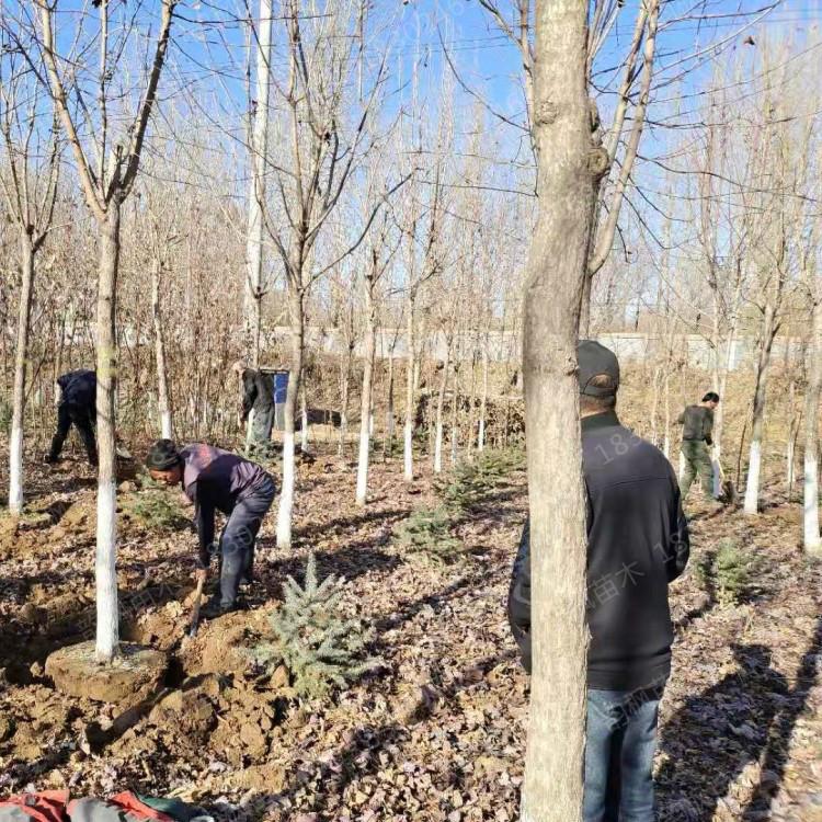 3-15公分红枫 保存活率 自有大型苗木基地 红枫树批发 美国红枫树