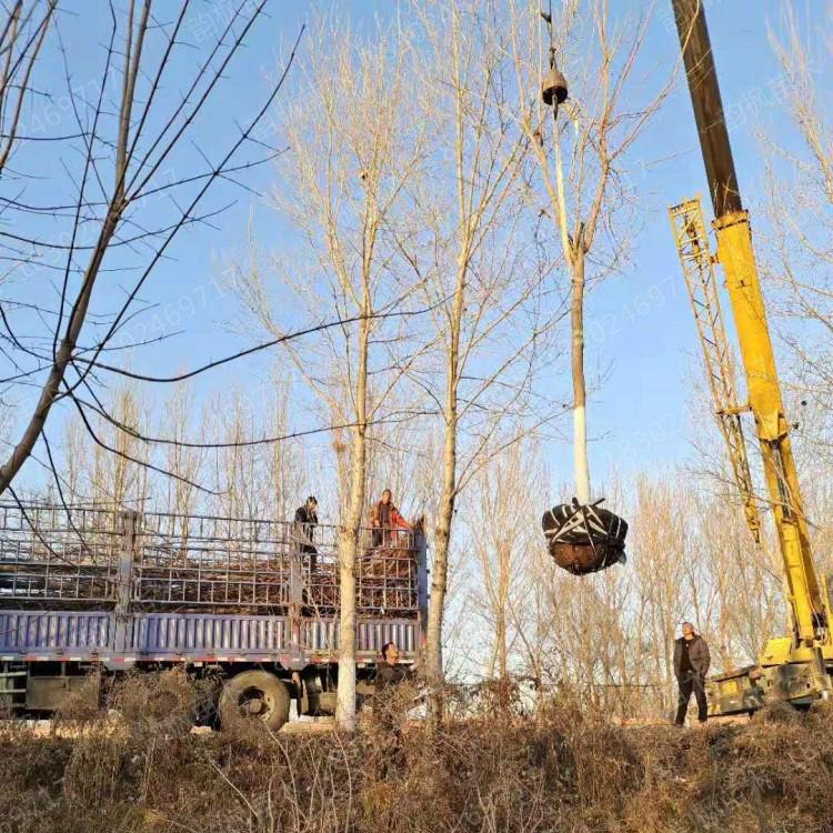 10cm五角枫 各尺寸五角枫树均有现货销售