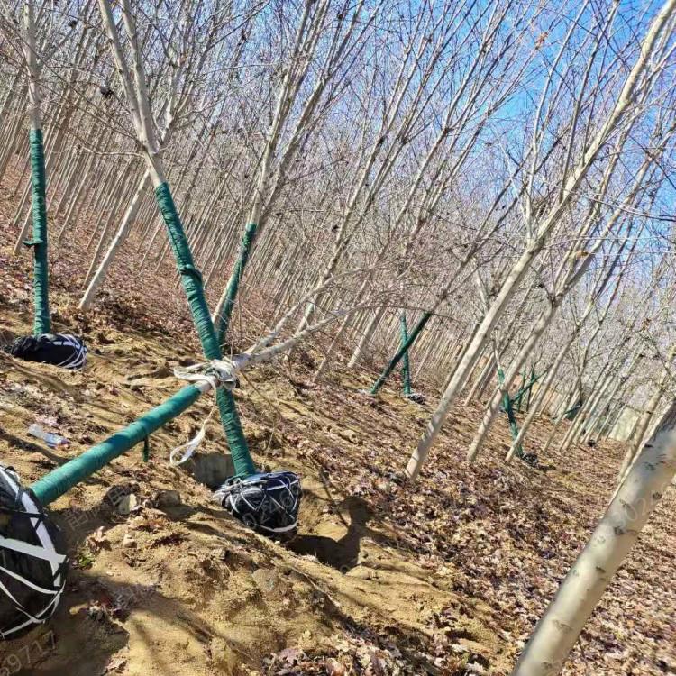 沈阳红枫基地 红枫树批发采购 沈阳绿化树基地 沈阳红枫公司