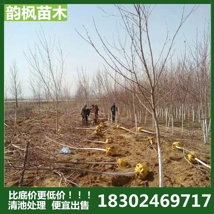 美国红枫 美国红枫成树 包成活率 品质优良 清池处理 低价出售