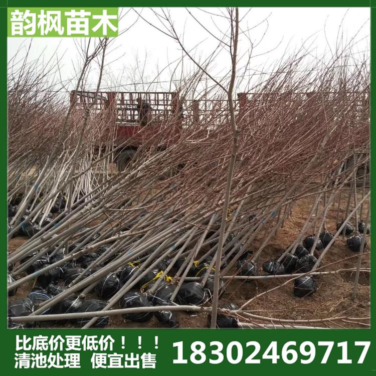 美国红枫 红枫树采购 绿化工程专用树就找韵枫苗木 自有大型苗木基地