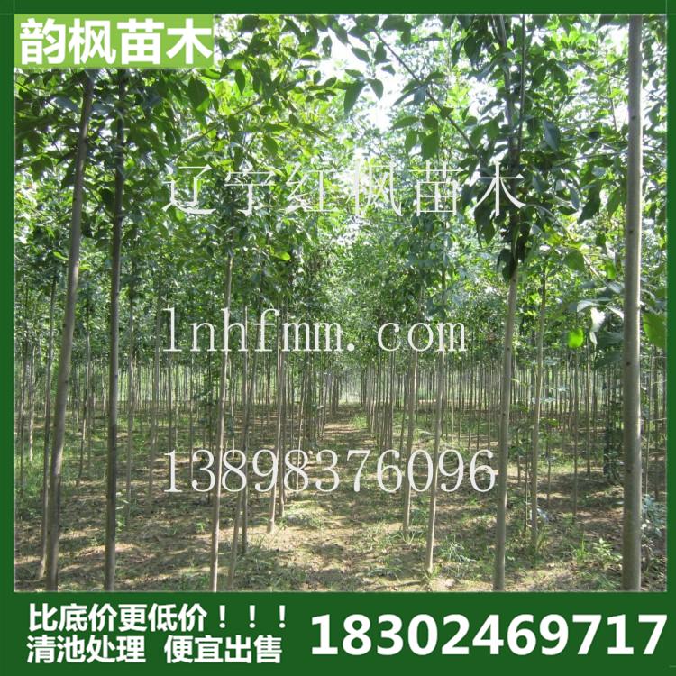 白蜡 韵枫苗木白蜡基地 绿化白蜡