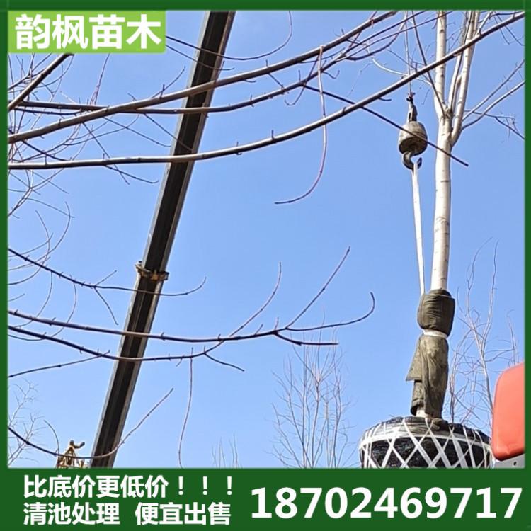 美国红枫 可包栽植 包养护 包存活 韵枫苗木自有大型苗木基地