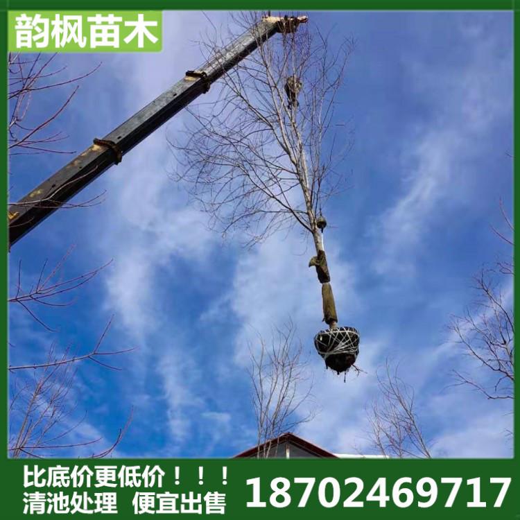 美国红枫 可包栽植 包养护 包存活 韵枫苗木自有大型苗木基地