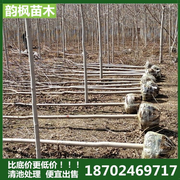 绿化树批发采购 沈阳红枫 红枫成树采购