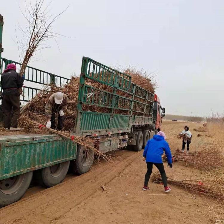 糖槭树公司 沈阳韵枫苗木绿化有限公司 高存活率 现买现起
