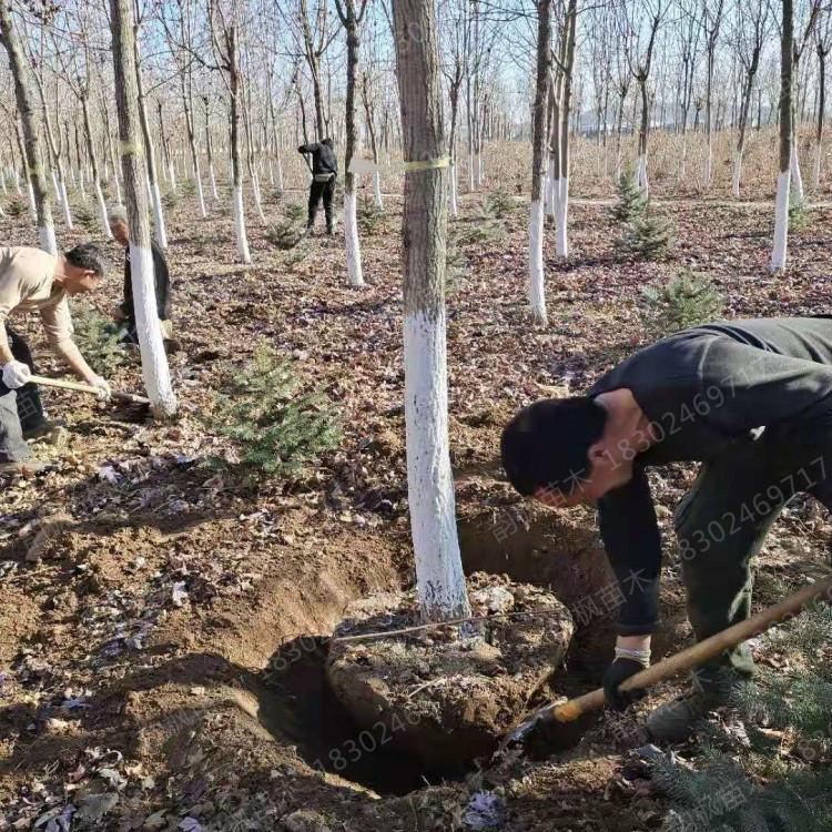 五角枫 五角枫成树 韵枫苗木清池处理 价格比底价更低