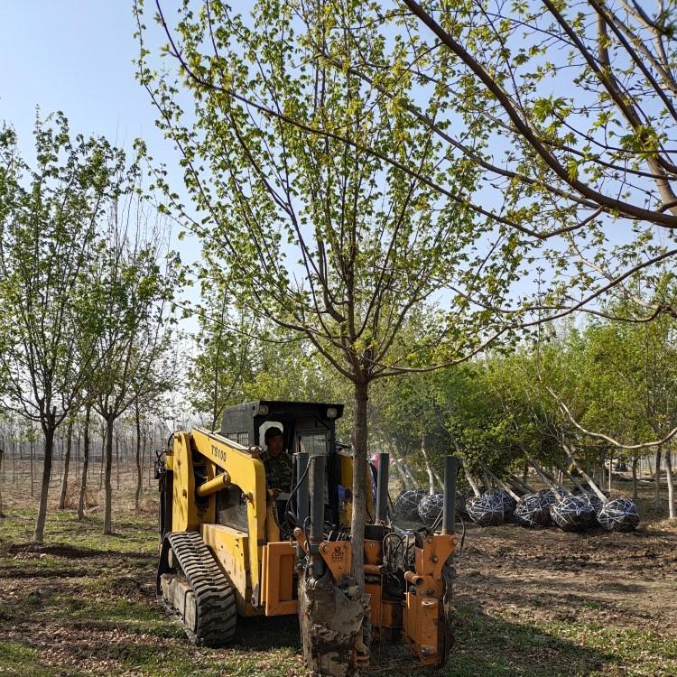 辽阳五角枫 韵枫苗木大型绿化绿植基地，实拍图片请勿盗用