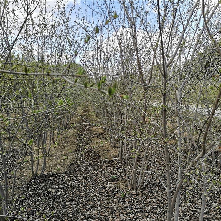 怡景园林 茶条槭小苗 3米4米5米茶条槭 常年出售