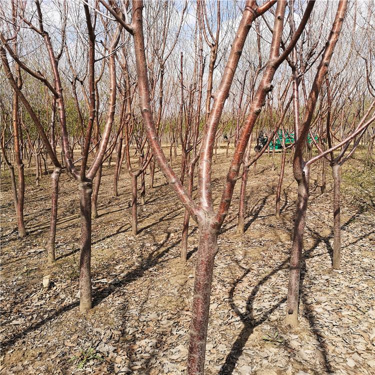 怡景 京桃种植基地 大量供应京桃山桃 类型齐全
