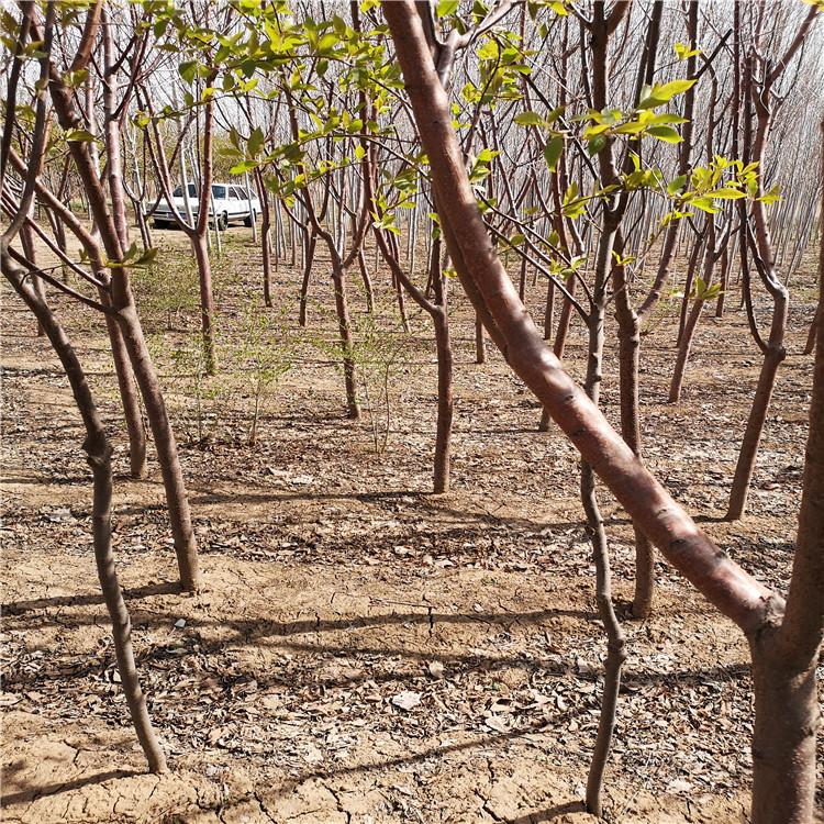  怡景园林 处理 京桃绿化树 京桃种植地 园林绿植