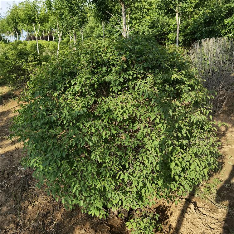 基地出售暴马丁香球 灌木类丁香 颗球饱满