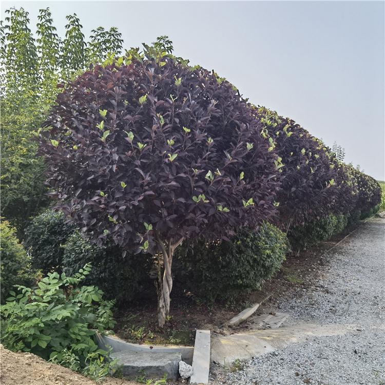 苗圃直供紫叶稠李球 紫叶稠李定杆球 辽宁紫叶稠李 丛生紫叶稠李