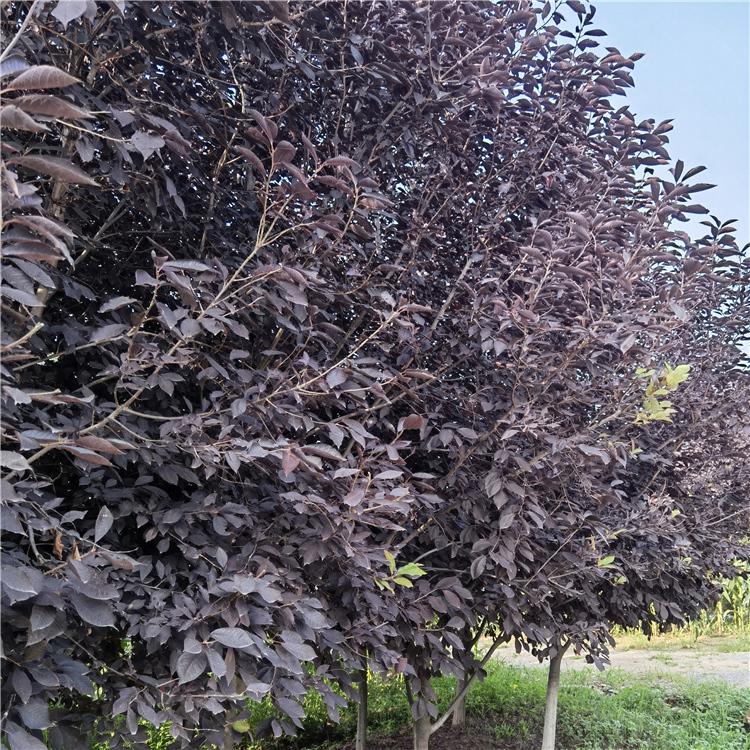 紫叶稠李苗 厂家供应紫叶稠李树苗 耐寒绿化工程紫叶稠李苗批发采购