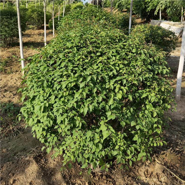 供应耐寒水蜡苗 耐旱绿化植物 水腊球批发 水蜡球基地