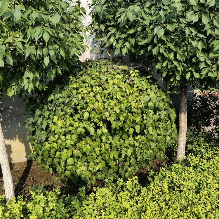 怡景园林 三角枫球 工程绿化苗 三角枫基地现货供应