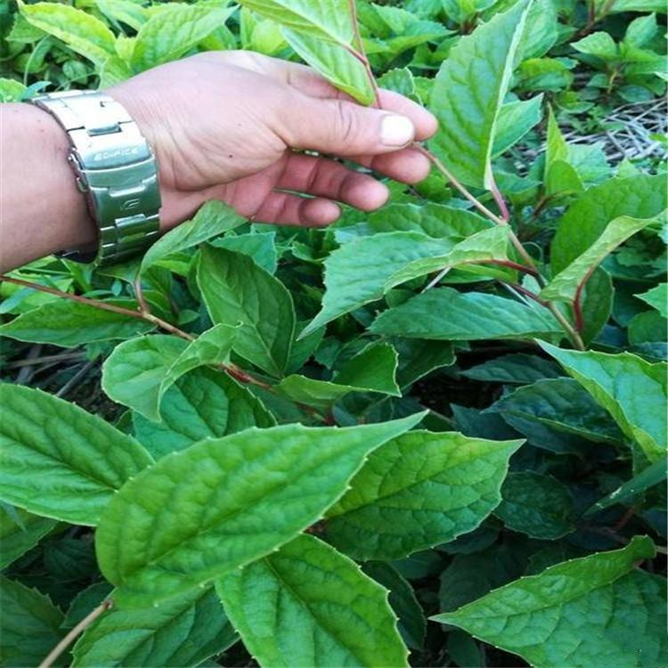 五味子苗 基地直销 抚顺五味子苗 辽宁五味子苗批发