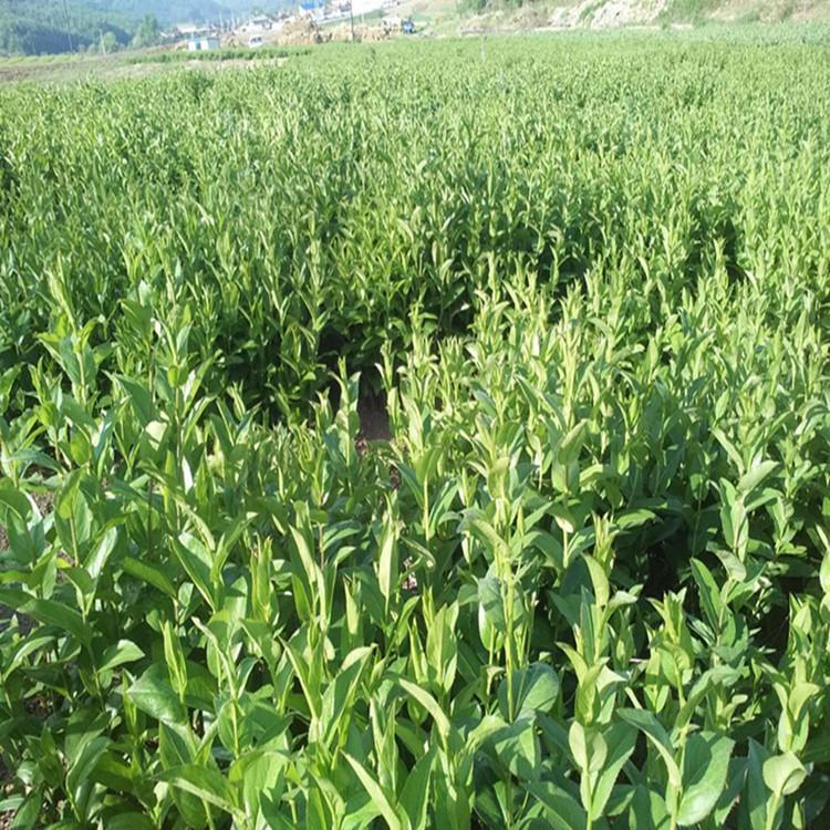 苍术苗种植  抚顺苍术苗  苍术苗价格