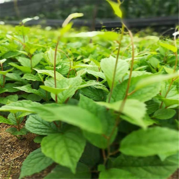  抚顺五味子  五味子苗批发  五味子苗价格