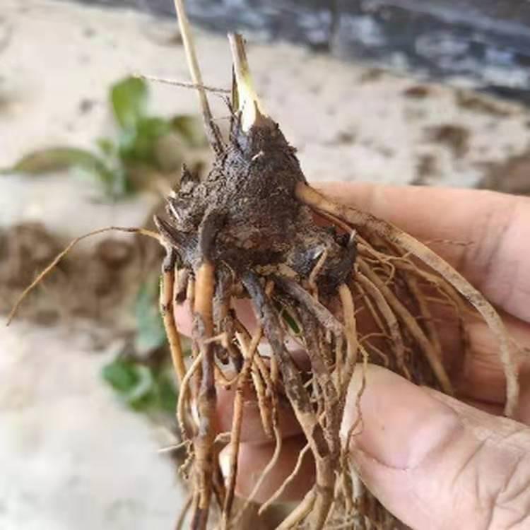 苍术苗  苍术种子 出售苍术种苗 大量现货批发 