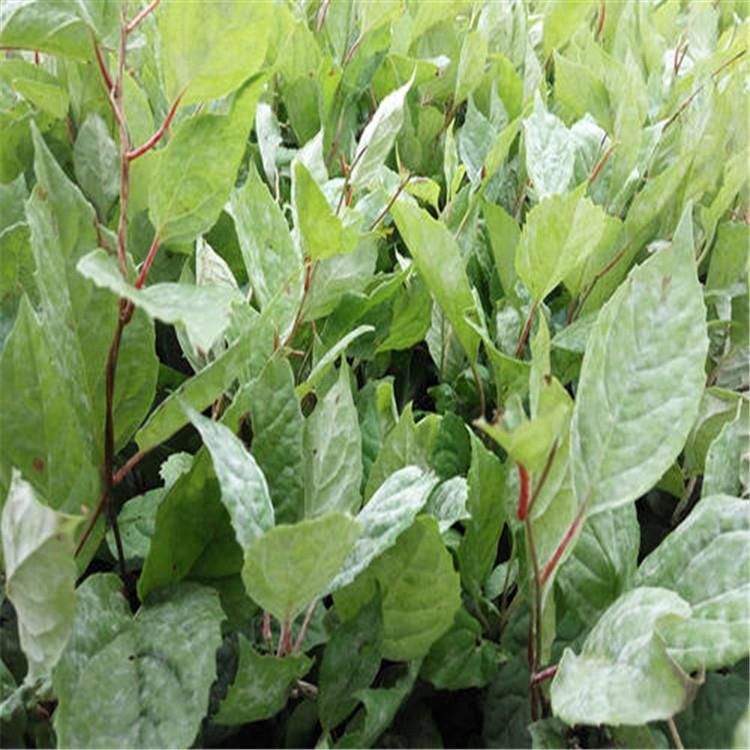 辽五味子苗 现货五味子苗 辽五味子苗种植  