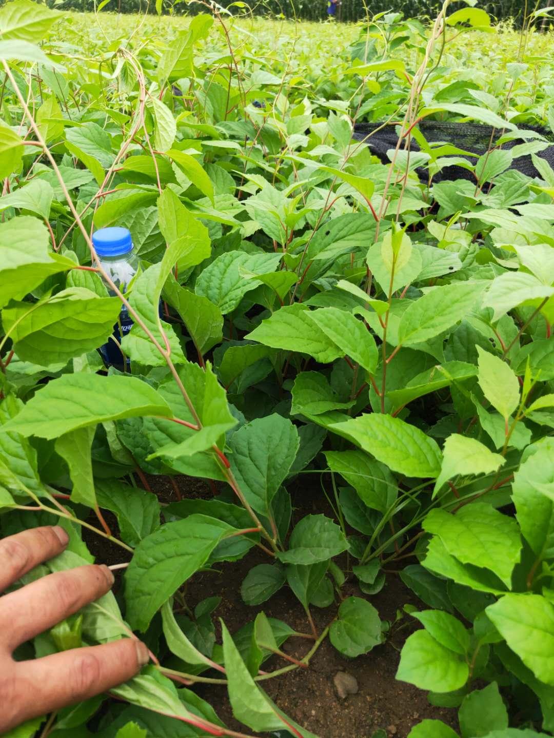 五味子苗 基地直销 抚顺五味子苗 辽宁五味子苗批发