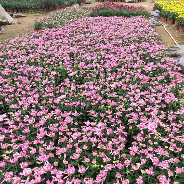 菊花批发 小花菊花 大花菊花 菊花种植基地 菊花杯苗