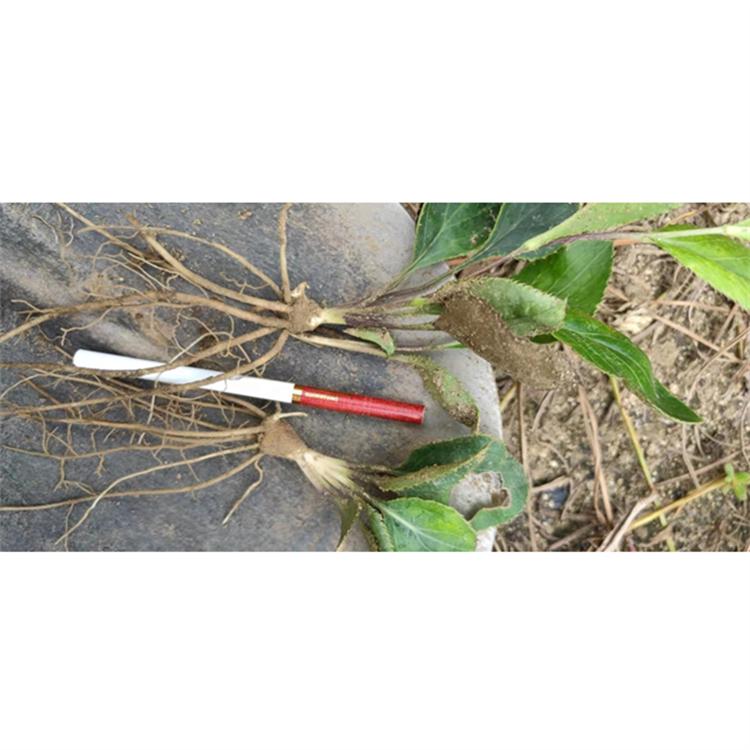 五味子苗 东北五味子苗批发 基地直销 大量现货全国销售