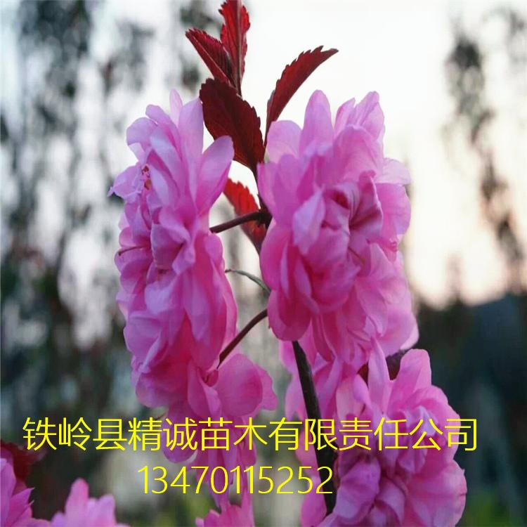 榆叶梅球 批发精品榆叶梅球 红叶榆叶梅球 球形好 品质高