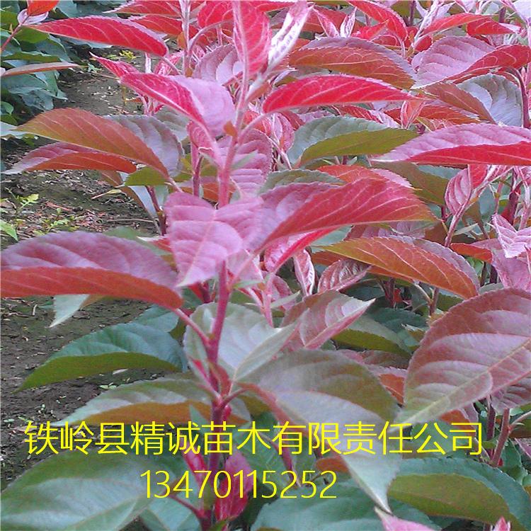 北美海棠苗 观花观果的北美海棠树 厂家直供景观装饰盆景