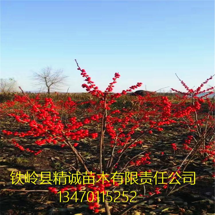 北美冬青 厂家供应2年北美冬青苗 南北适应  基地直发