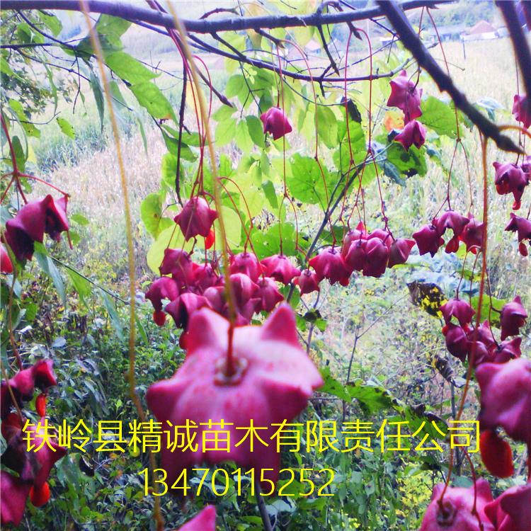 沈阳卫矛小苗金丝系蝴蝶 金丝吊蝴蝶苗 产地直销批发 绿化灌木卫矛苗