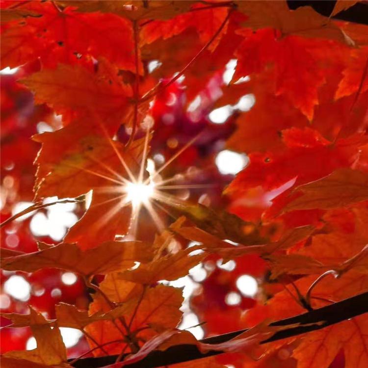 美国红枫苗 东北红枫苗批发 大量供应  易活好栽 欢迎选购 