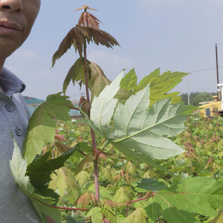 美国红枫 优质观赏红枫苗批发基地  各种规格大量供应