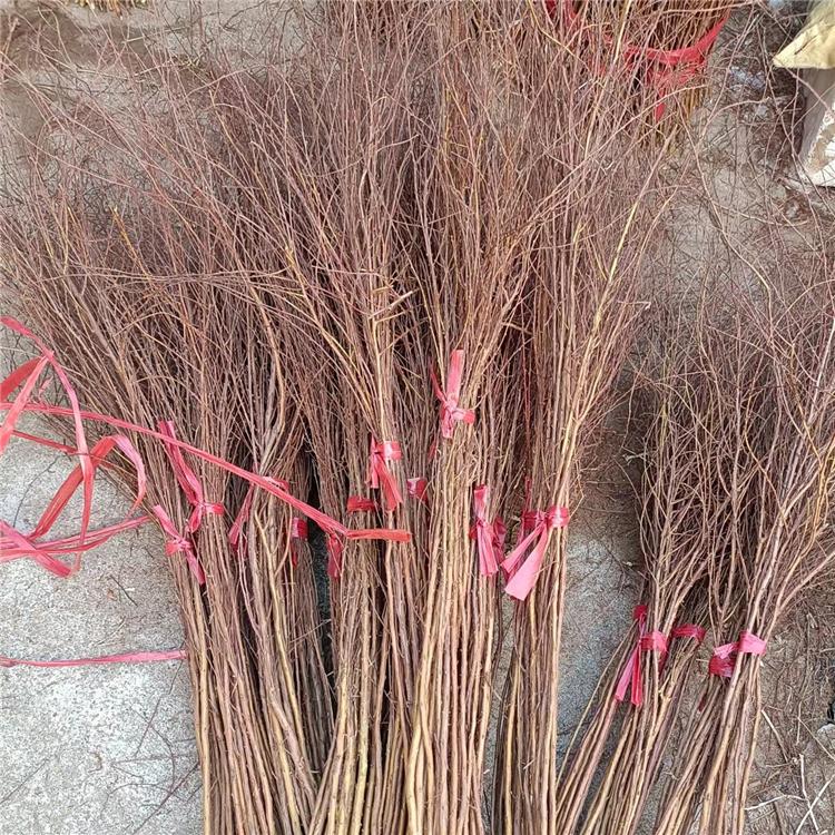  干枝雪柳 喷雪花 用途广泛 观赏性强 防尘防燥 基地培育 栽培旺季 