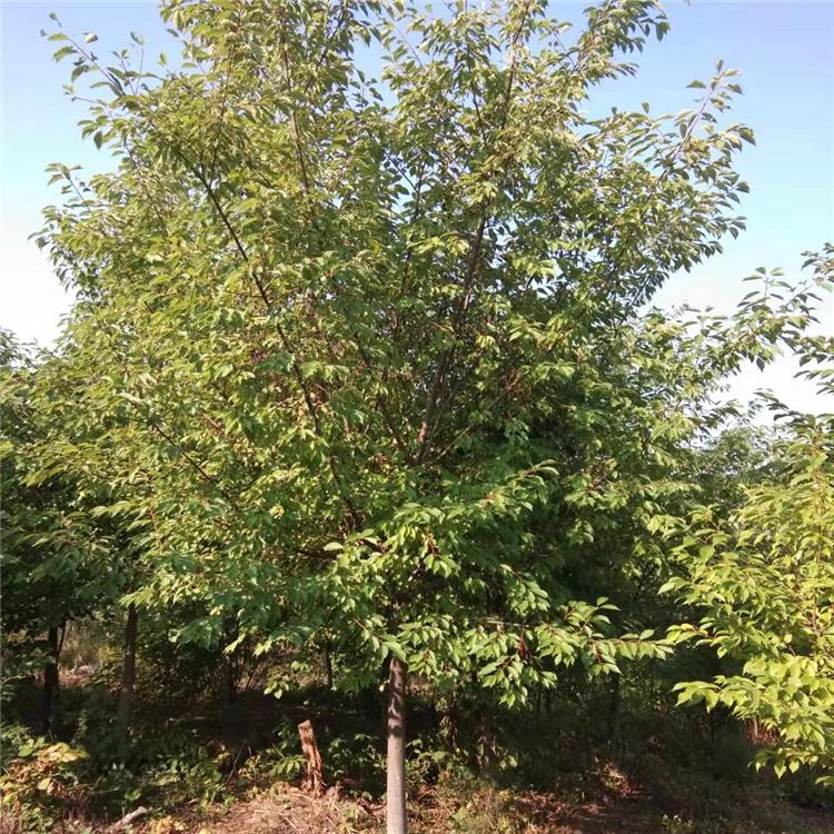 丛生精品稠李 绿化工程改造用苗 喜光耐阴 抗寒力较强