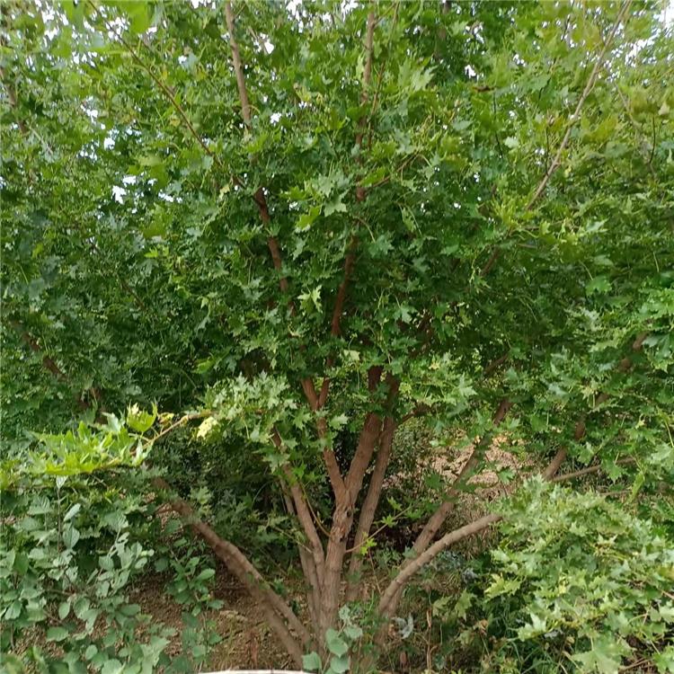 原生丛生元宝枫 五角枫 观赏枫树 树形优美 枝叶浓密
