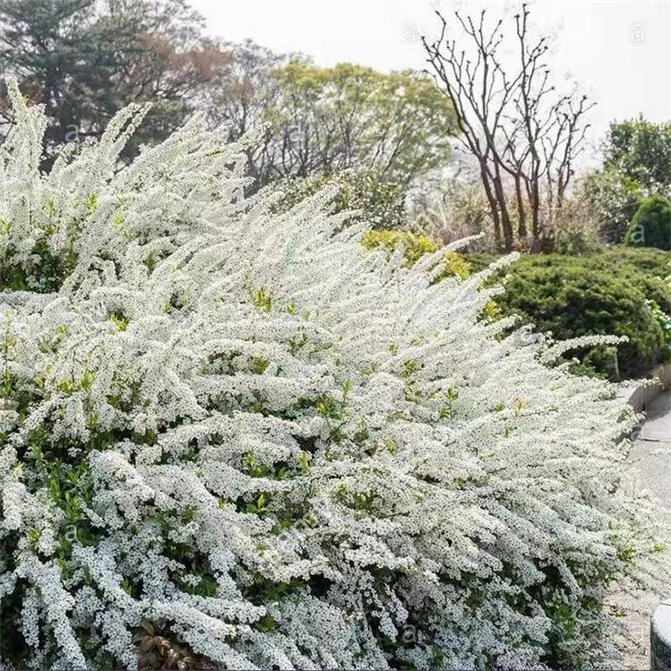  三叶草苗圃栽培雪柳苗 珍珠绣线菊 降噪净化环境 防尘防沙