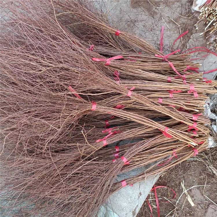  雪柳苗 绣线菊 落叶灌木小乔木 滞尘抗烟降低噪音 工矿企业绿化