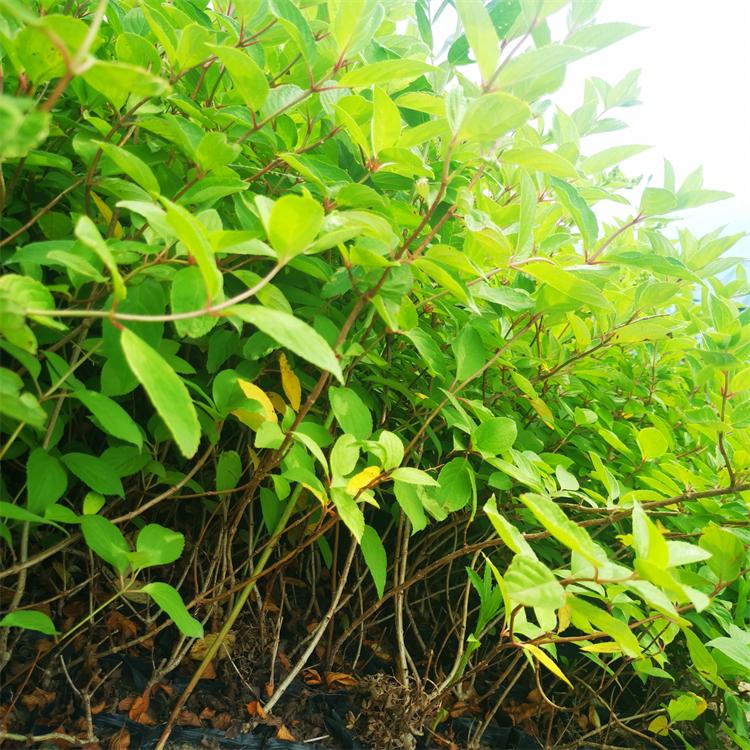 大花水桠木杯苗 20cm-50cm株高 白花观赏性好 适应性强