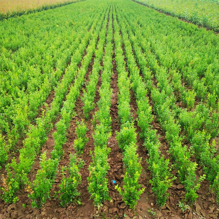 黄杨大地苗 灌木 微酸性土或微碱性土均能适应 馨鸿园林绿化