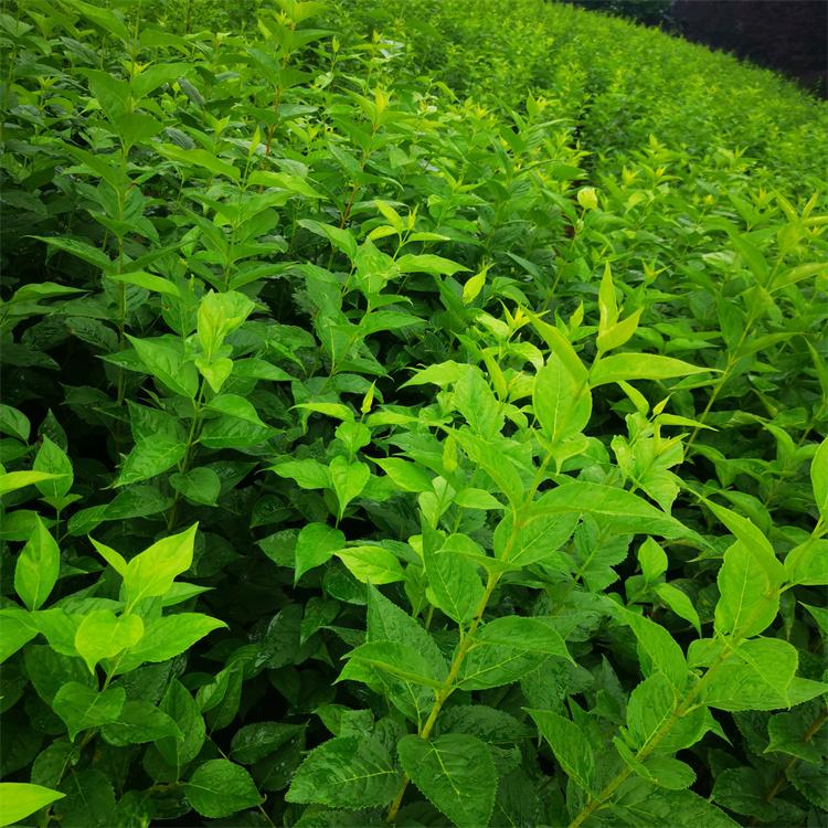 连翘大地苗 耐寒耐旱耐瘠薄落叶灌木 馨鸿园林绿化