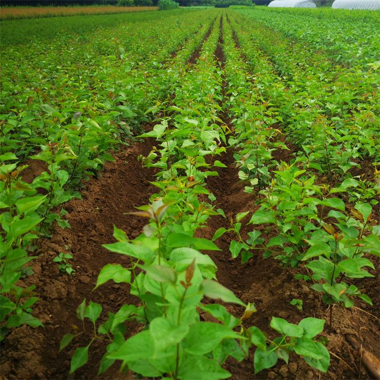 丁香大地苗 栽培简易 耐阴耐旱耐寒性抗逆性强