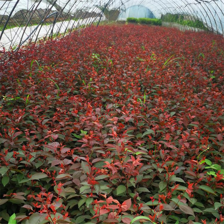 红叶李杯苗 土壤适应性强 耐水湿 彩色叶 馨鸿园林绿化