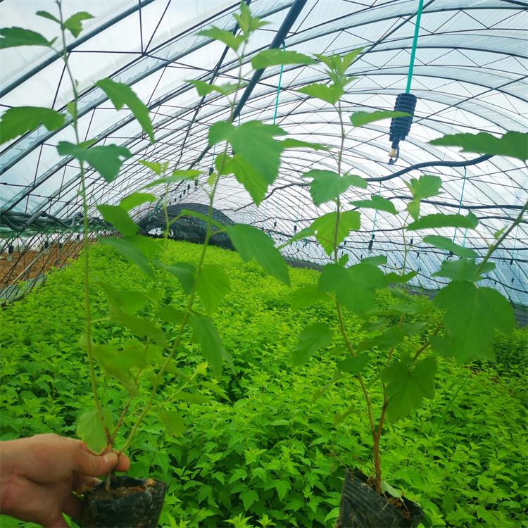 金叶风箱果耐寒 耐瘠薄 可观叶观花果 彩色叶