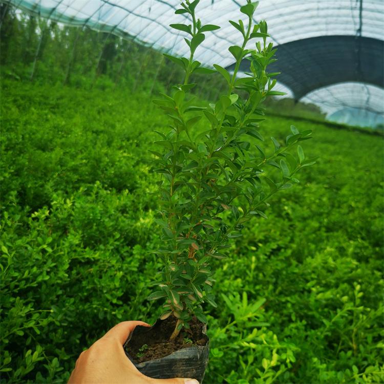 黄杨杯苗 耐旱常绿灌木 耐修剪易成型 可园林观赏