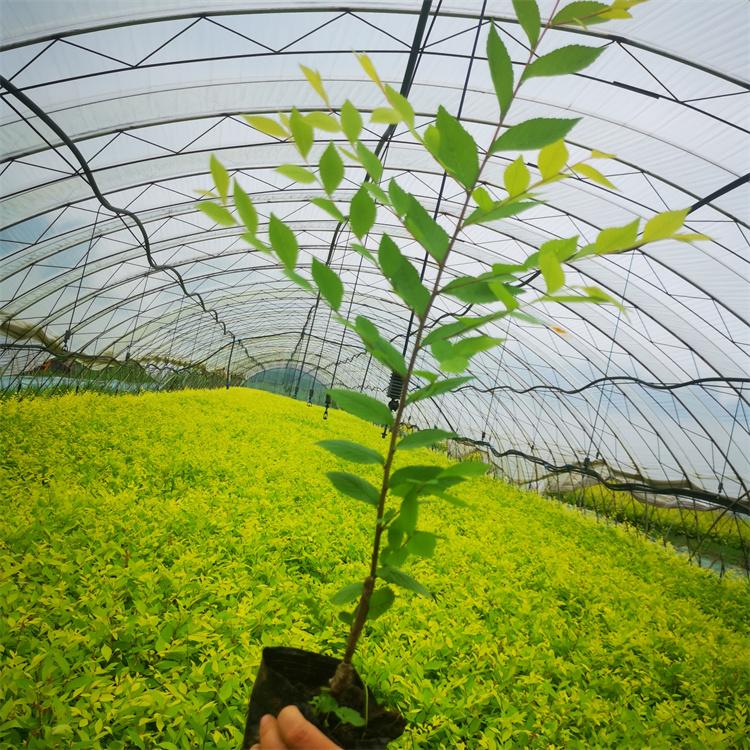 金叶榆杯苗 可以用于观赏 水土保持能力强 馨鸿园林绿化