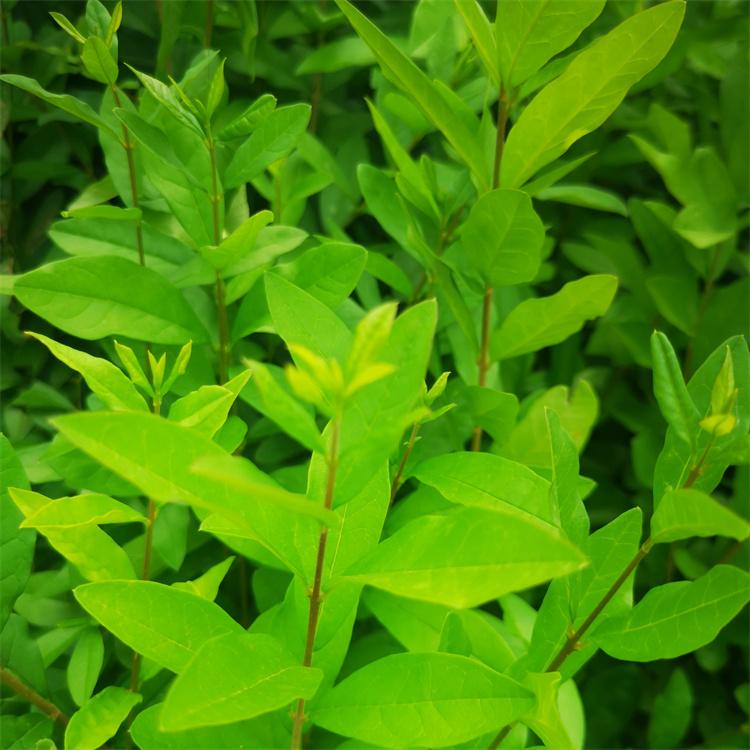 金叶水腊杯苗 耐寒耐旱耐涝花期6-7月 可用于工程绿化